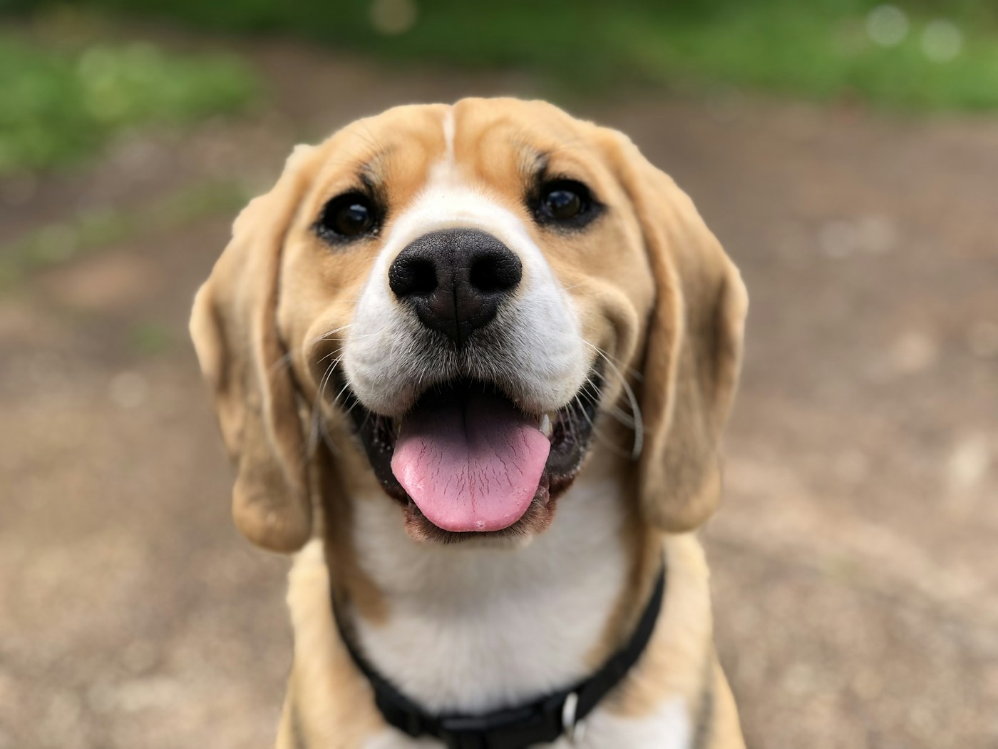 PETTOHOUSEの窓辺サロン